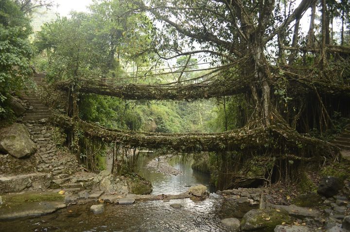 PM Modi Praises Meghalaya's Unique Living Root Bridges