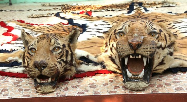 Maharashtra Police Personnel Caught With Tiger Skins in Chhattisgarh