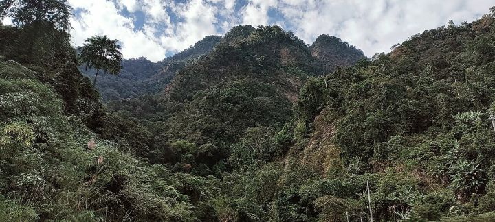 Mumbai Scientists Identify New Flowering Tree Species in Arunachal Pradesh