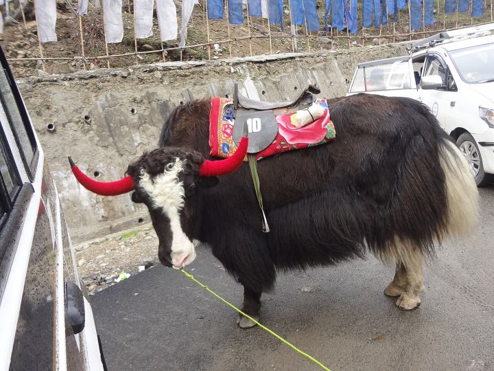 Lachung's Yak Oral Tradition Faces Uncertainty, Elders Concerned