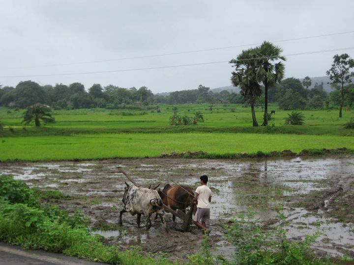 Maharashtra Monsoon: Kharif Sowing Slows