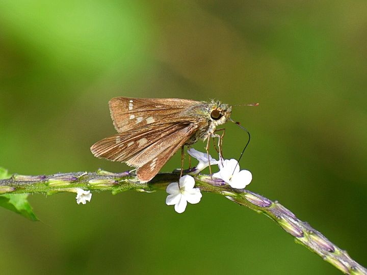 Himalayan Flower Found in Arunachal