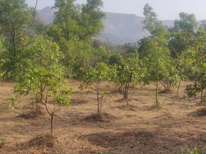 Goa Produces 17.9k Tonnes Cashew