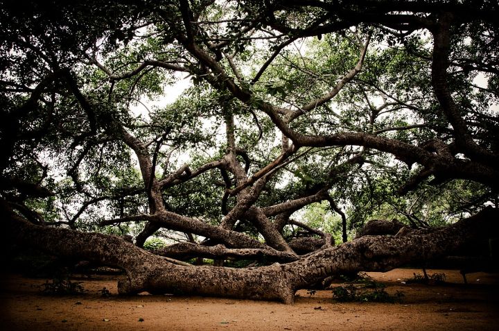 700-Year-Old Banyan Tree in Munger, Bihar Makes History