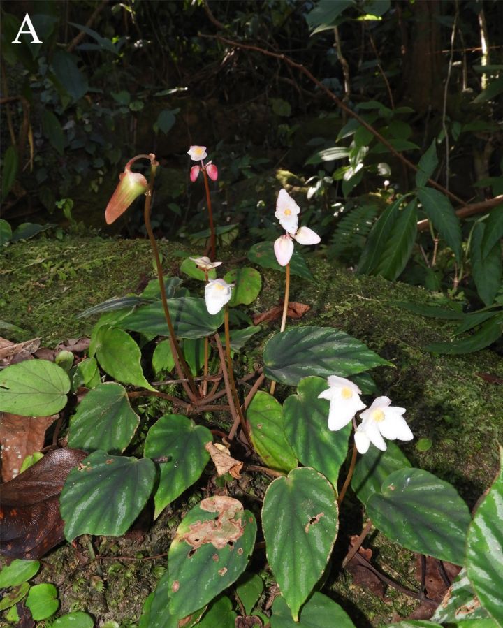 New Plant Species Found In Arunachal