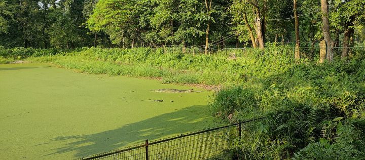 12‑ft Gharial Rescued After 5‑Month Hunt, Sent to Chhatbir Zoo