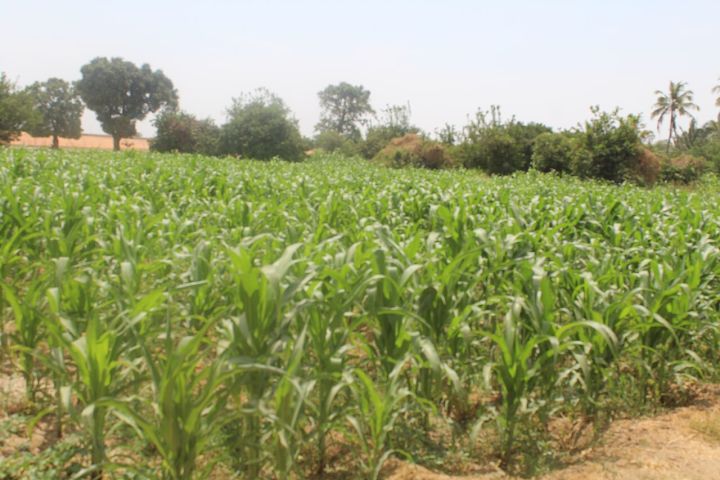 Maize Gains Ground in MP