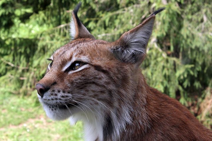 Rare Eurasian Lynx Photographed for First Time in Sikkim