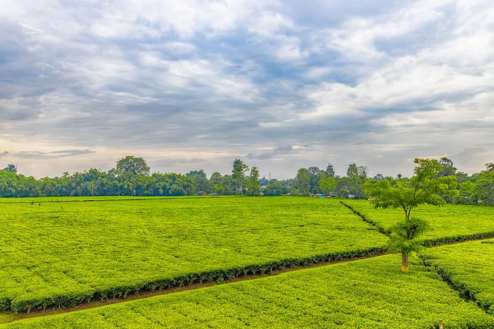 Assam's Tea Gardens Turn into Tourist Hotspots