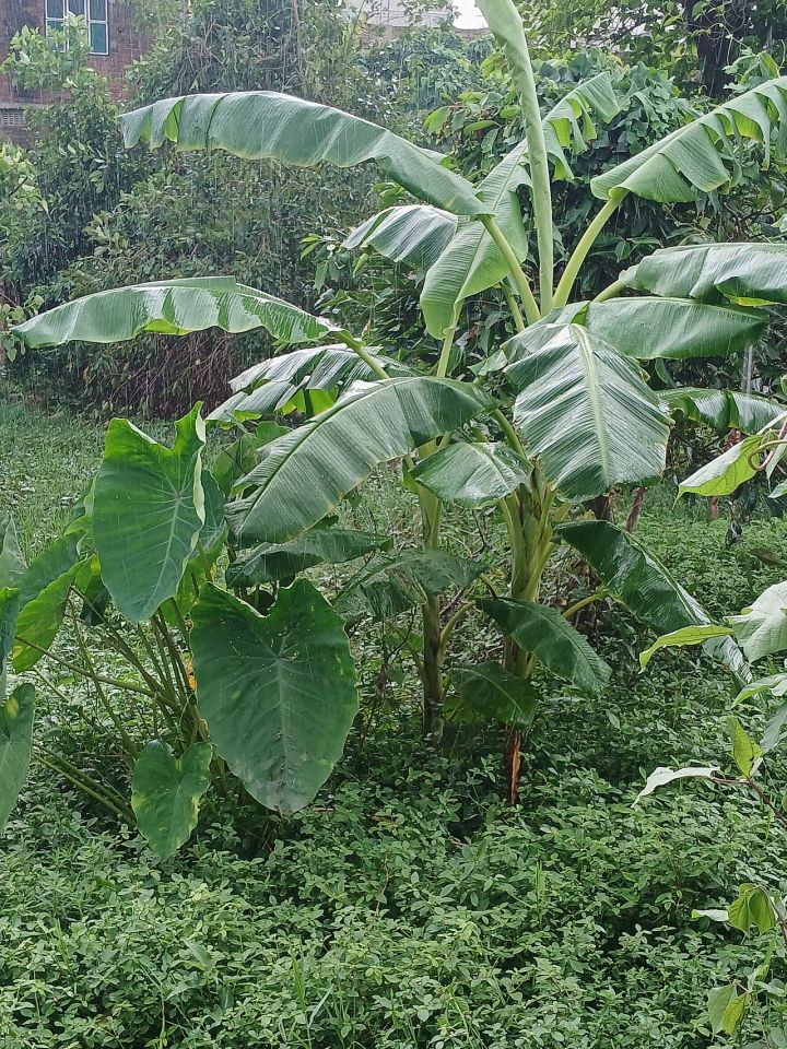 Patna Receives Heavy Rainfall
