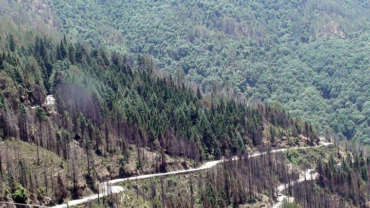 Uttarakhand Halts Cutting of 3,300+ Trees Amid Conservation Concerns