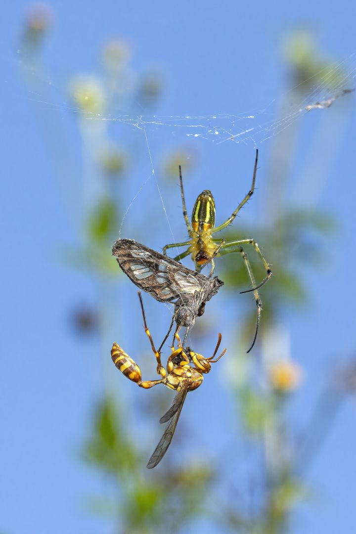 Meghalaya: New Lynx Spider Found