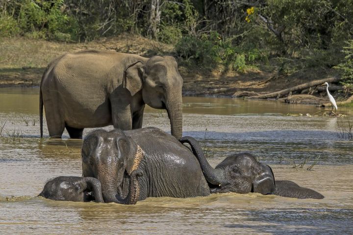 Chhattisgarh Uses Elephant Dung Seeds to Reforest Forests