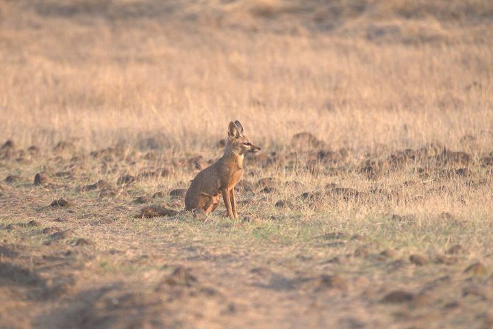 Bengal Foxes Face Habitat Loss in Tamil Nadu