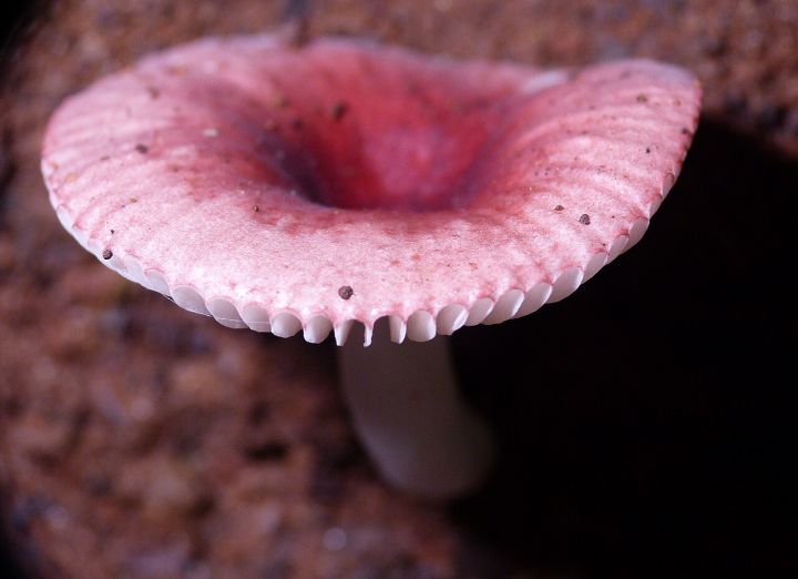 New Mushroom Species Russula griseopurpurata Discovered in Meghalaya