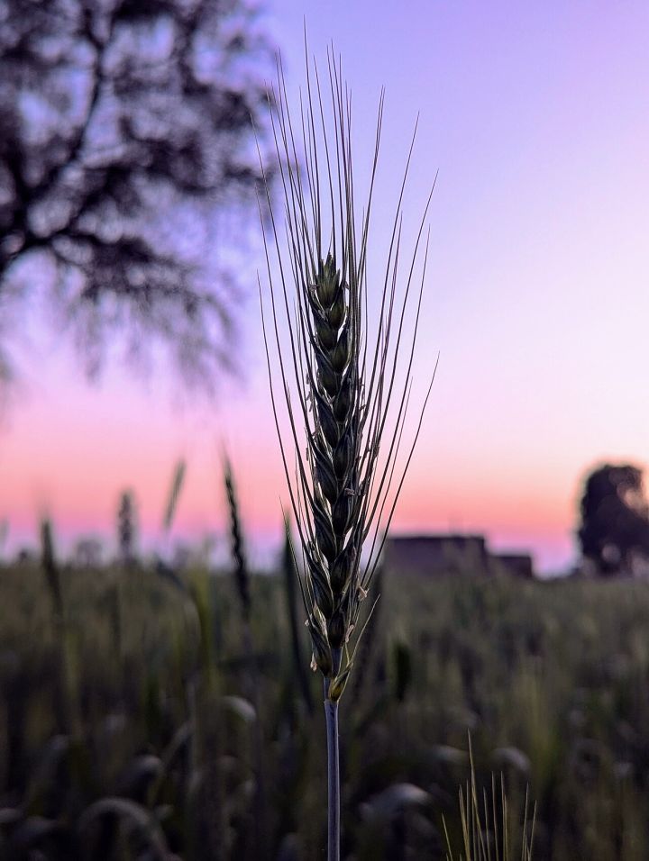 India Boosts Wheat Procurement