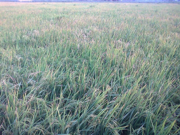 E20 Ethanol Blending Boosts Punjab Farmers, Lightens Rice Millers' Load