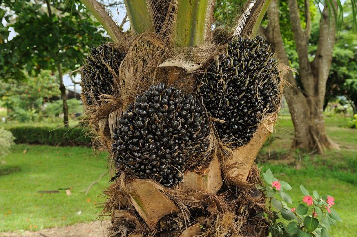 Arunachal oil palm growers protest delayed payments, shortage of collection centres