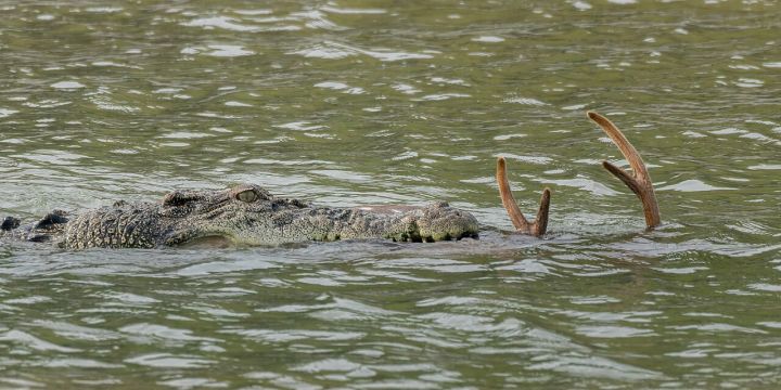 Gujarat Man Finds Giant Crocodile in Bathroom at Midnight – Viral Sensation