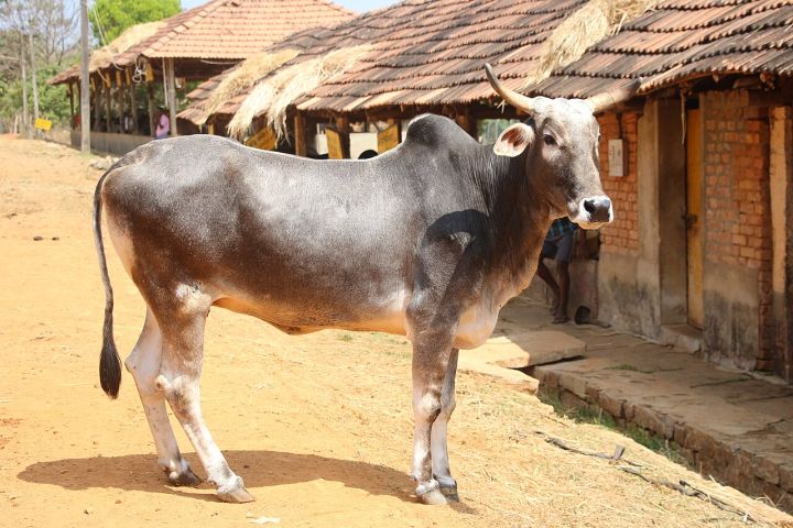 10 Farmer Activists in Hansi Granted Bail After Charges Dropped