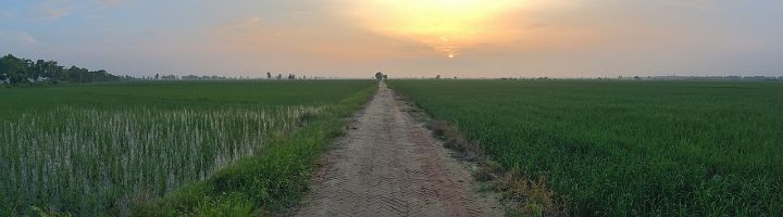 Scientists Detect Fiji Virus in Haryana's Paddy Belt