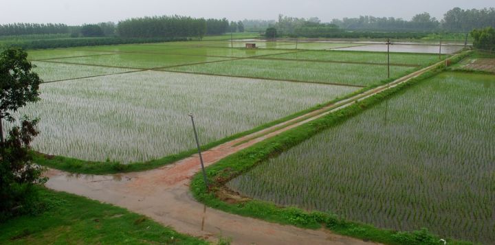 Punjab Monsoon Failure Leaves Fields Parched as August Rainfall Drops 32%