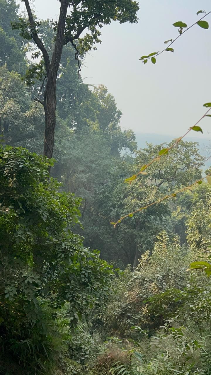 Tiger Attack Claims Farmer’s Life Near Valmiki Reserve, Forest Staff Attacked