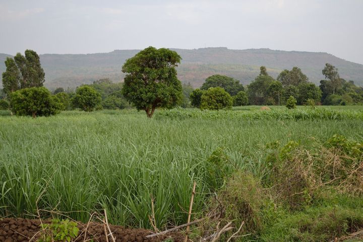 India May Turn to Sugar Imports After Nearly Decade-Long Self‑Sufficiency