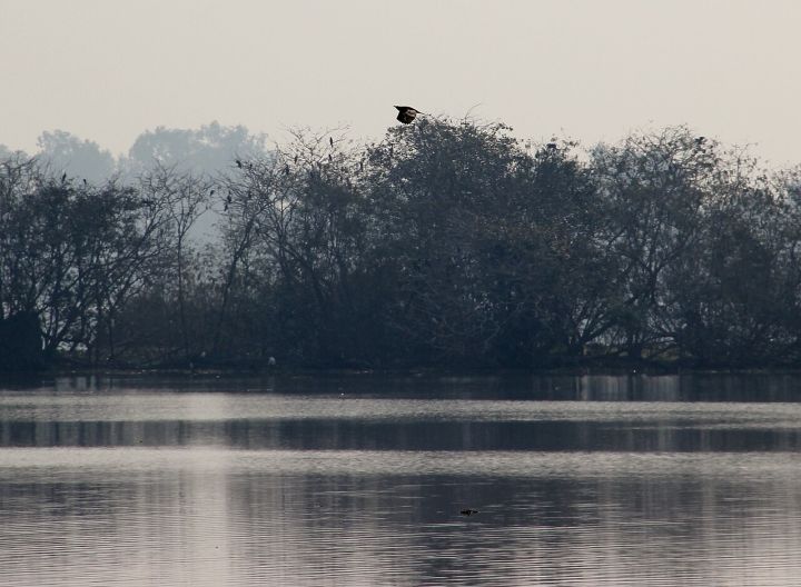 Toxic Metals Found in Harike Birds
