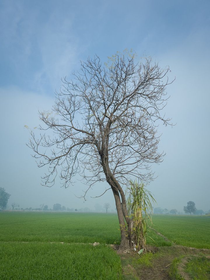 Punjab sugarcane output falls 7.7% in six years, production hits 6.91 million tonnes