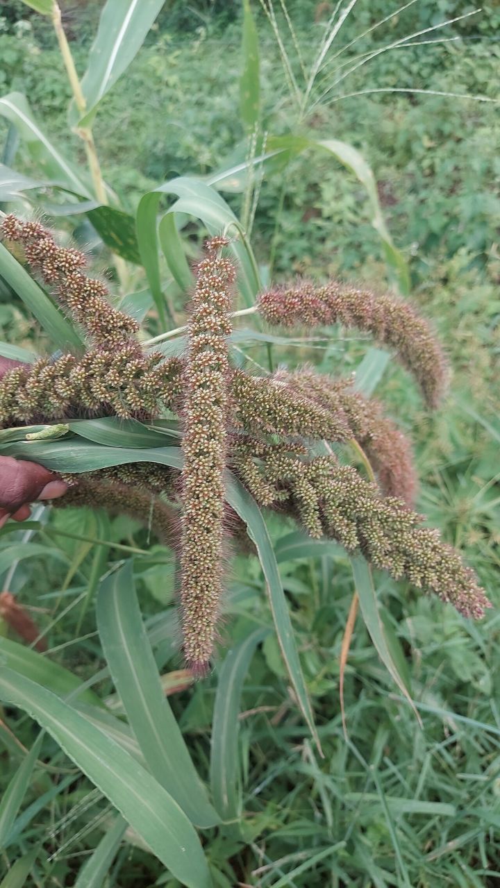 Telangana Crop Area Grows 10% Amid El Niño Challenges