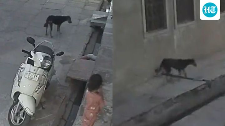 Stray dog mauls 5-year-old girl in Kota, Rajasthan, video shows attack