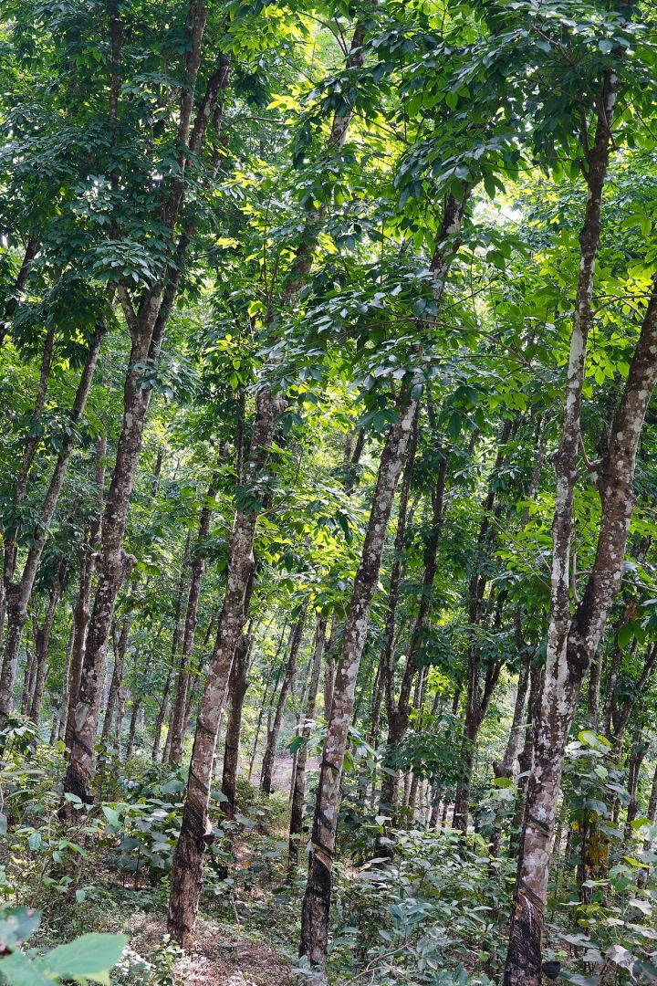 Kerala's New Farming Hope