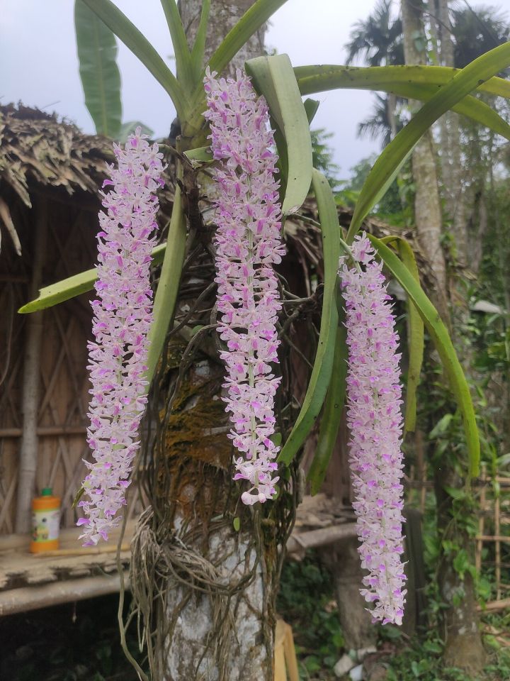 Indian Orchid Festival 2026 Ends in Pakyong, Sikkim