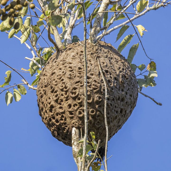 Scientists Identify New Stingless Bee Species in Nagaland