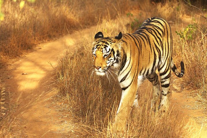 Tadoba Tiger Returns to Andhra Pradesh