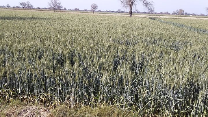 Haryana's Wheat MSP Beneficiaries Double