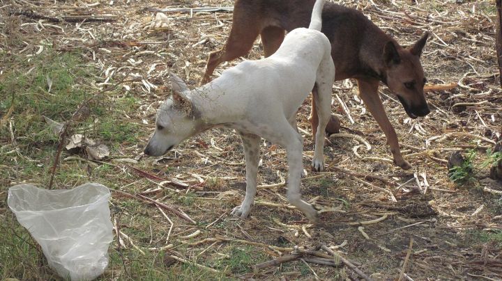 Stray dogs to be removed and rehabilitated from Indian beaches, says Sawant