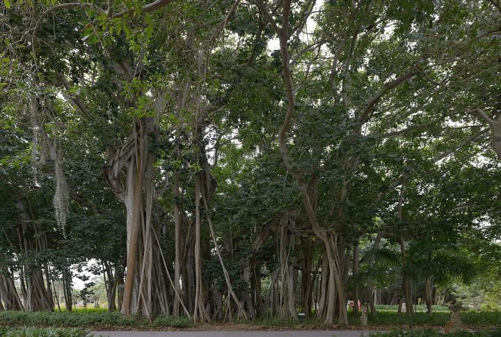 Three Schoolchildren Killed as Banyan Tree Topples in Chakbedolia, Samastipur During Rain