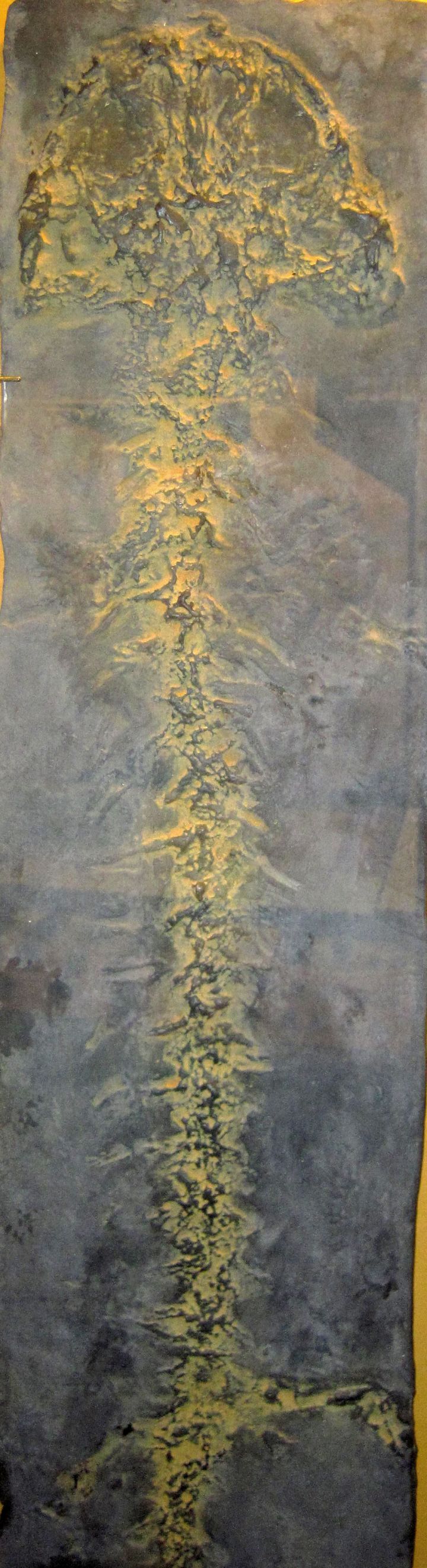 New Miocene Fossil Species 'Vizellopsidites miocenicus' Identified