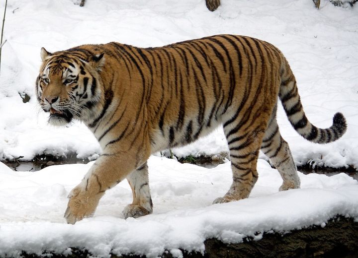 Indravati Tiger Reserve to Welcome Tourists from Nov 1 After 40‑Year Closure