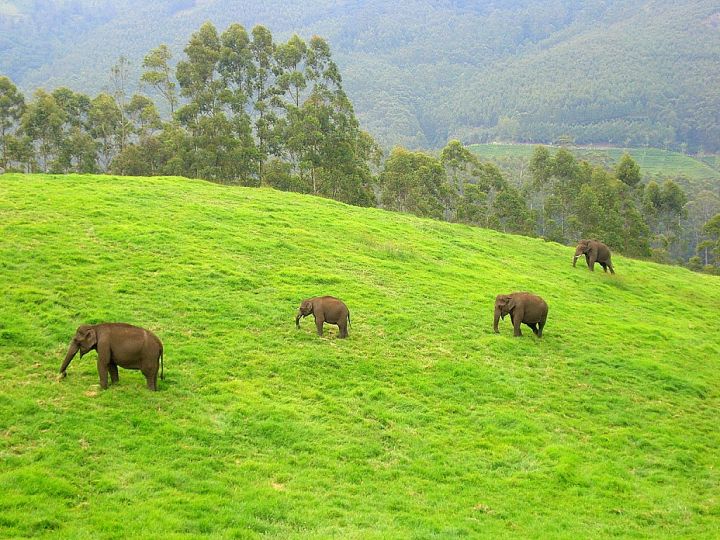 Wild Elephant Attack in Assam’s Goalpara Claims Youth’s Life, Injures 5-Year-Old