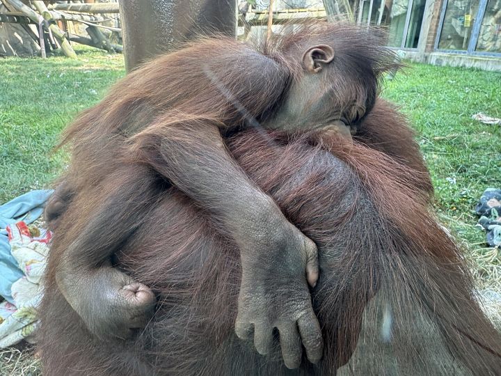 Baby orangutan at Odisha's Nandankanan Zoo remains ill since arrival