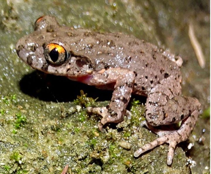 Mizoram Discovers Two New Frog Species, One Camouflaged in Plain Sight