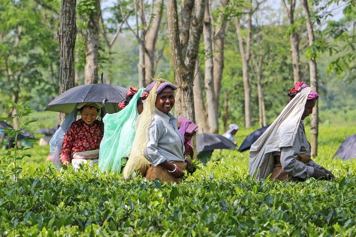 West Bengal orders 21 closed tea gardens to resume operations within 10 days