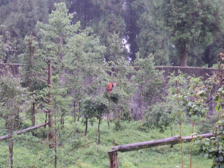 Five Red Panda Cubs Born at Gangtok Zoo as Conservation Programme Revived
