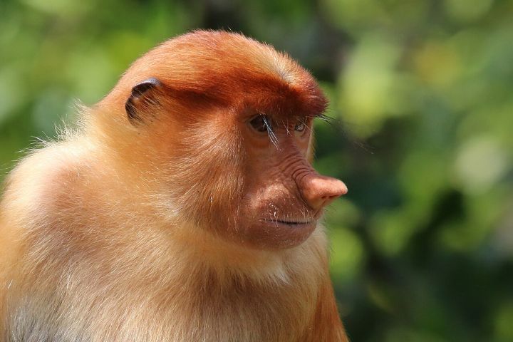 Female Monkey Spotted Boozing and Dozing in Jharkhand Liquor Shop