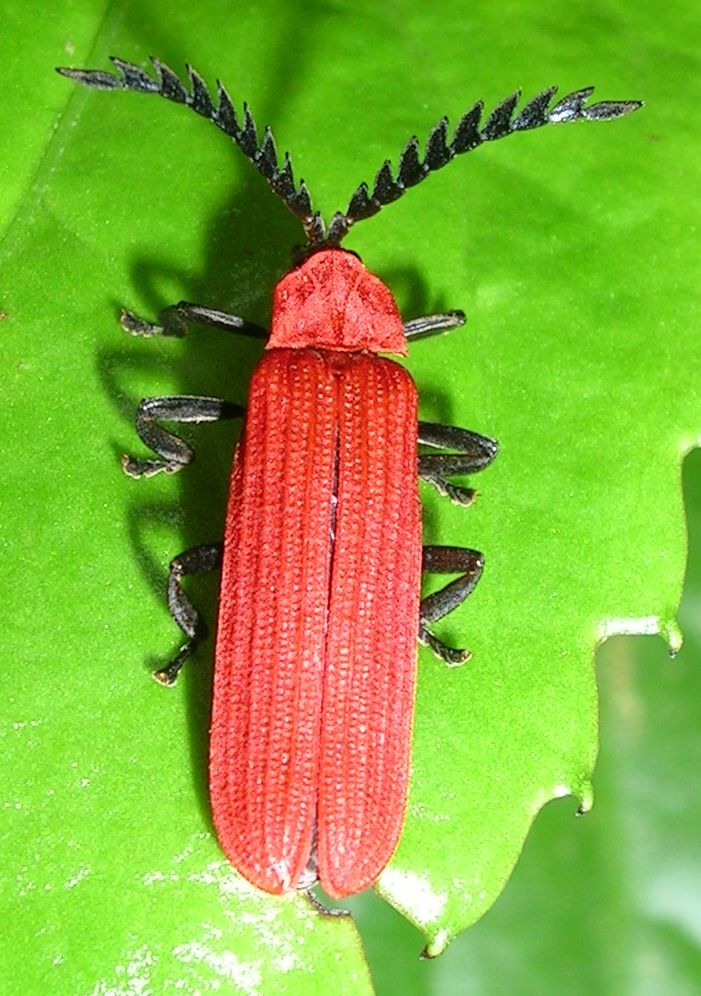 New golden‑green beetle species discovered in Kerala’s Wayanad Wildlife Sanctuary