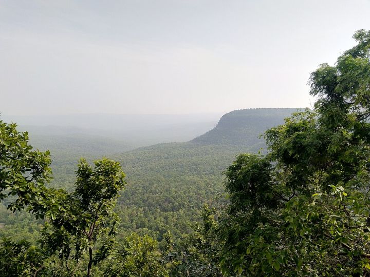 Four bears maul two fire‑wood collectors in Chhattisgarh forest, one critical