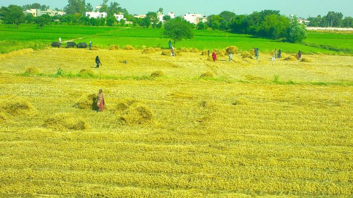 Punjab faces grain jam as wheat fills paddy storage silos